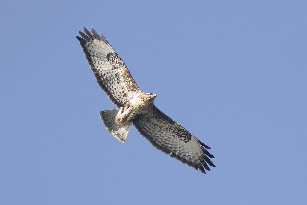 flying, low angle view, one animal, clear sky, spread wings, bird of prey, hawk - bird, bird, animal themes, no people, animals in the wild, outdoors, day, nature, sky