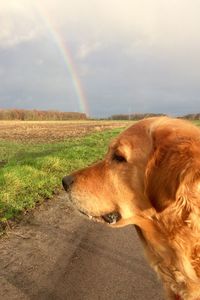 Dog on field against rainbow in sky