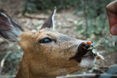 Close-up of hand feeding a deer