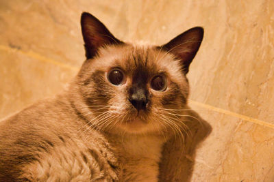 Close-up portrait of a cat
