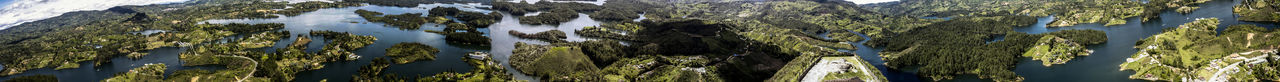 Panoramic shot of trees growing in forest