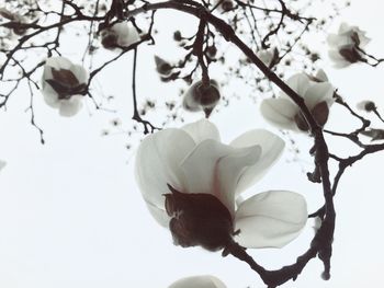 Low angle view of flower tree against sky