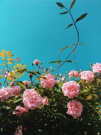 Close-up of pink cherry blossoms against clear sky