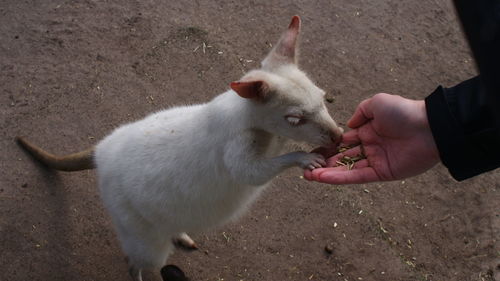Young man feeding cat