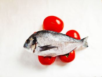 Close-up of red fish against white background