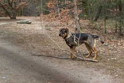 Dog in a forest