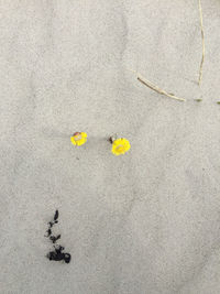 High angle view of yellow flowering plant on road