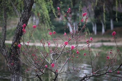 Pink flowers blooming on dry plants