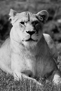 Close-up of plant on field