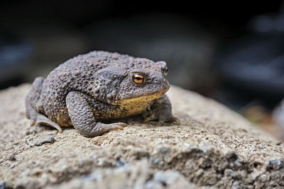 Close-up of a lizard on rock