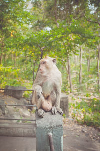 Monkey sitting on tree