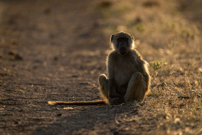 Chacma baboon sits watching camera on track