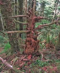 Trees growing in forest