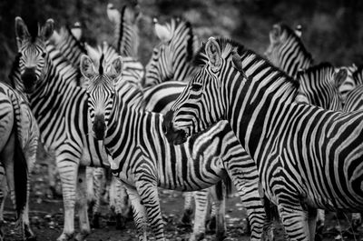 View of zebras standing in a field