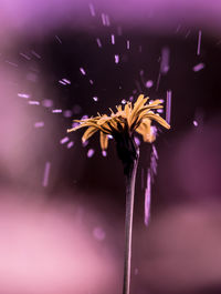 Close-up of pink flower