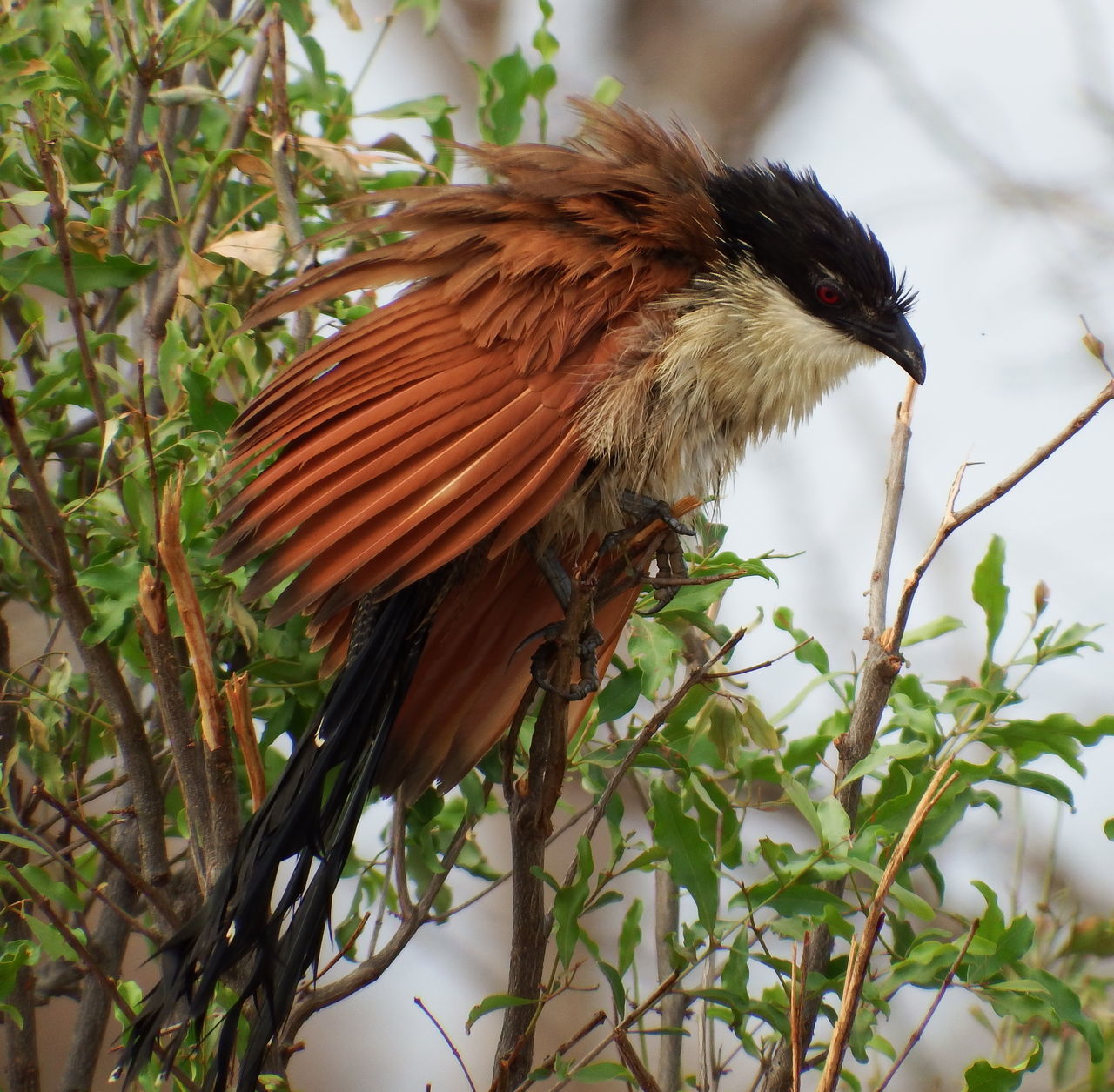 Burchell's Coucal