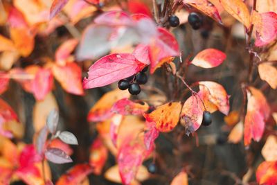 Close-up of orange leaves on plant during autumn