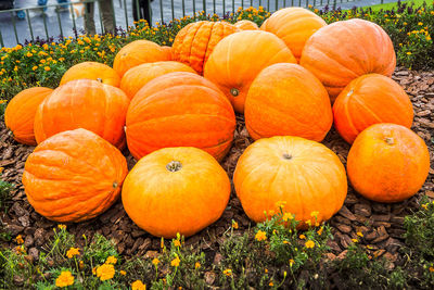 Close-up of pumpkins on field