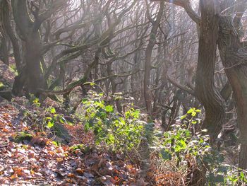 Trees and plants in forest