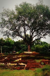 Trees in park against sky