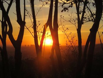 Silhouette of trees during sunset