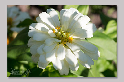 Close-up of white flowers blooming outdoors