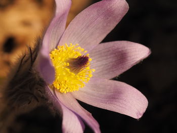 Close-up of pink flower