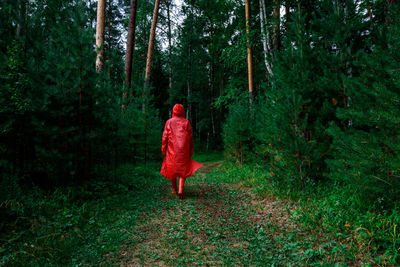 Rear view of man walking in forest