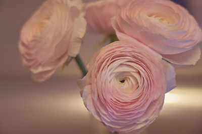 Close-up of pink rose
