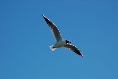 Low angle view of seagull flying against clear blue sky