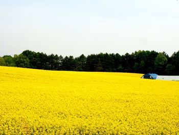 Scenic view of field