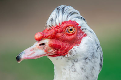 Close-up of a duck