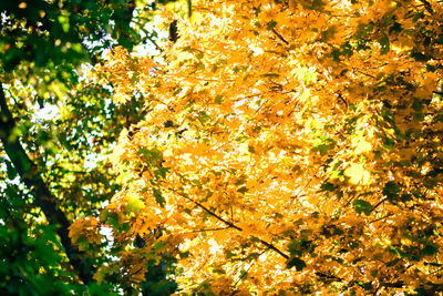 Low angle view of flower tree