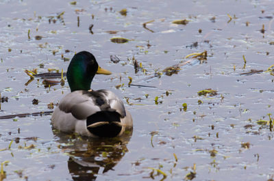 Rear view of mallard ducks swimming in lake