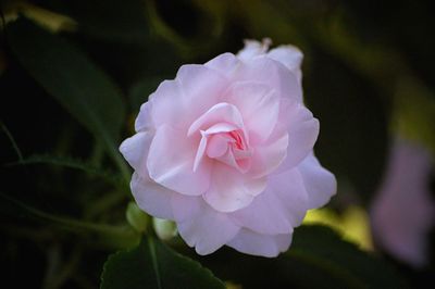 Close-up of pink rose