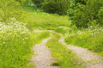 Footpath amidst plants on field