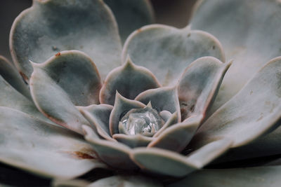 Close-up of flowers