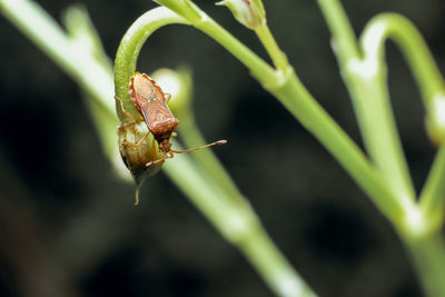 Close-up of insect on leaf