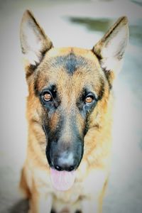 Close-up portrait of dog