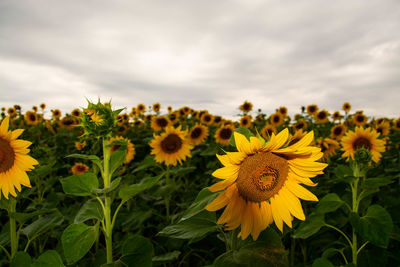 Close-up of sunflowers on field against cloudy sky
