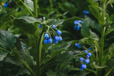 Close-up of purple flowering plant