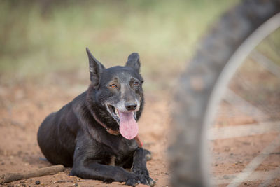 Close-up portrait of dog