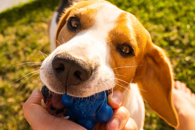 Close-up of hand holding dog