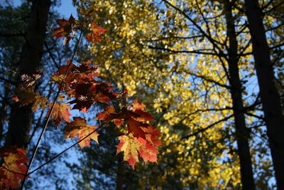 Low angle view of maple leaves on tree in forest