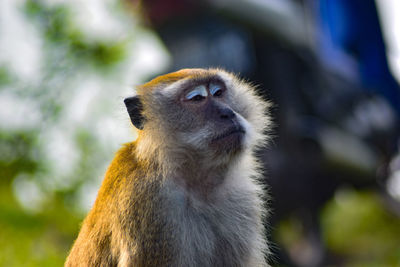 Close-up of looking away