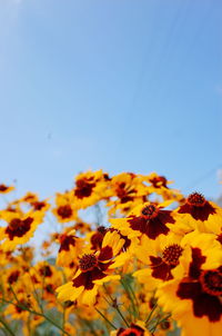 Close-up of yellow flowering plant against clear sky