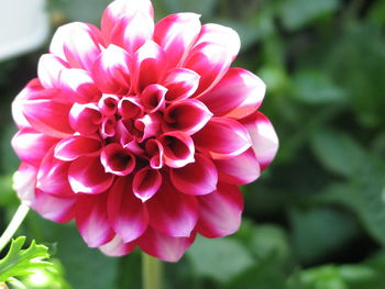 Close-up of pink flowers