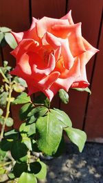 Close-up of red rose blooming outdoors