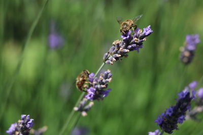 Close-up of bee pollinating on lavender