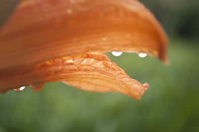 Close-up of wet orange flower